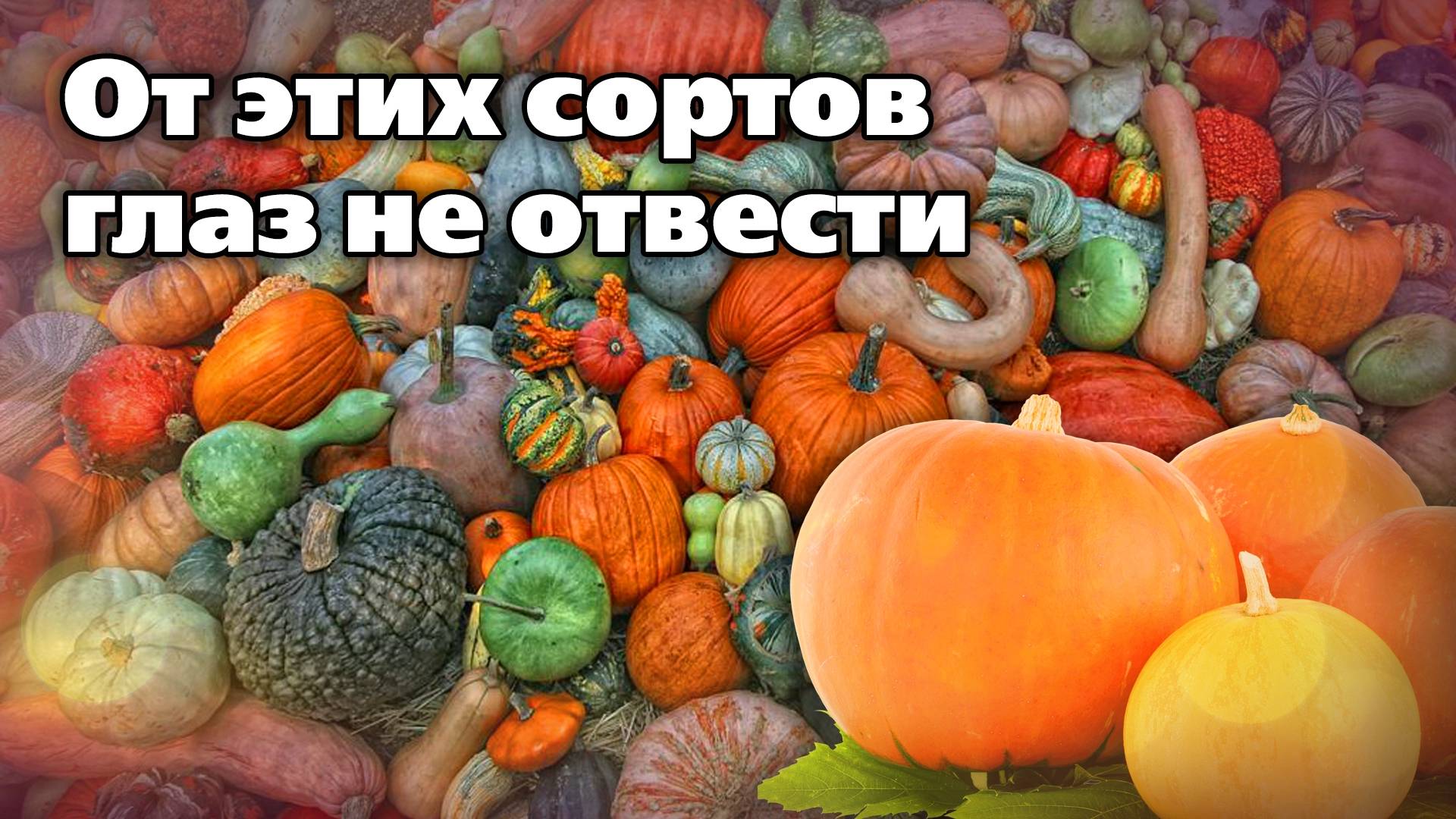 Коллекция сортов тыквы. Отлично растут на Урале смотреть онлайн