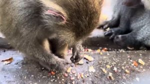 Вы только посмотрите, как Елисей ОБНИМАЕТ Люську и как тщательно ПЕРЕБИРАЕТ ЕЙ ШЕРСТКУ!