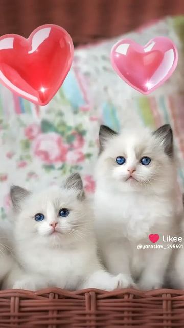 Анжела все доброе утро 🌇 я сегодня школе а потом возле школы я всех потом напишу её есть на WhatsAp смотреть онлайн