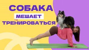 НАУЧИТЬ СОБАКУ НЕ МЕШАТЬ ВО ВРЕМЯ ТРЕНИРОВОК