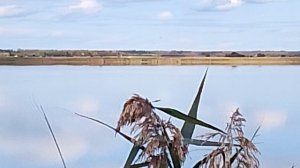 Водоем с зарослями