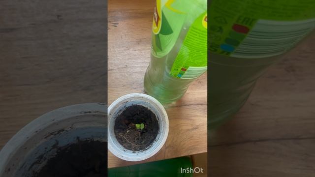 Огурцы зимой дома