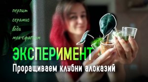 ПРОРАЩИВАНИЕ АЛОКАЗИЙ: эксперимент от и до — результаты через месяц