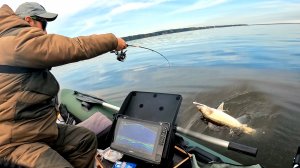 КАК ПРОСТО ЛОВИТЬ СУДАКА И БЕРША. Ловля на Виб и Блесну. Рыбалка в октябре 2025.