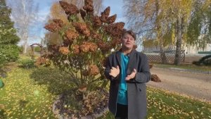 Обрезка гортензий осенью.