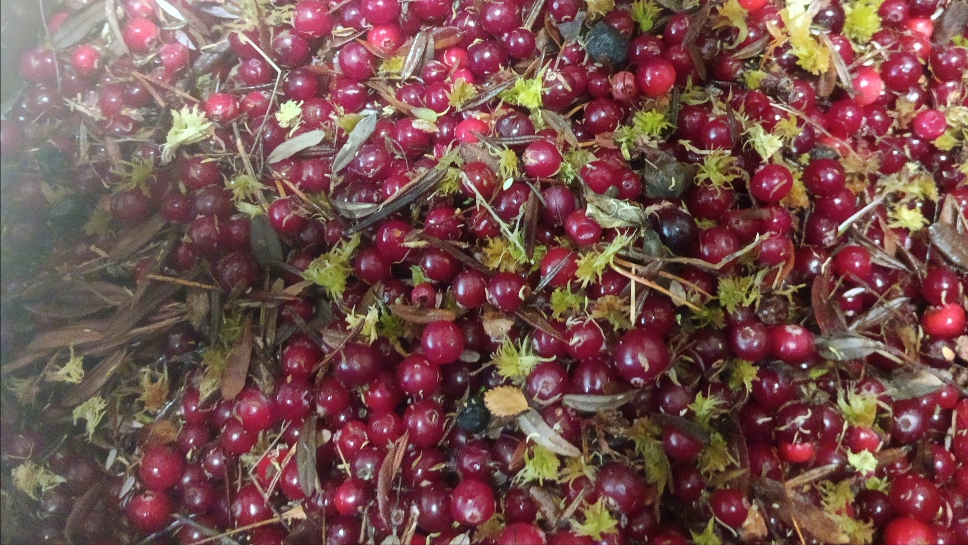 Полезный клюквенный Морс или Отвар.Что лучше.Как мы его готовим. смотреть онлайн