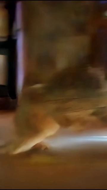 🐱🤍 эта британская кошка настолько милая, что сердце останавливается (смотреть до конца!)