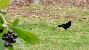 22-10-2025Кисловодск парк-лес осенним днём..и вороны