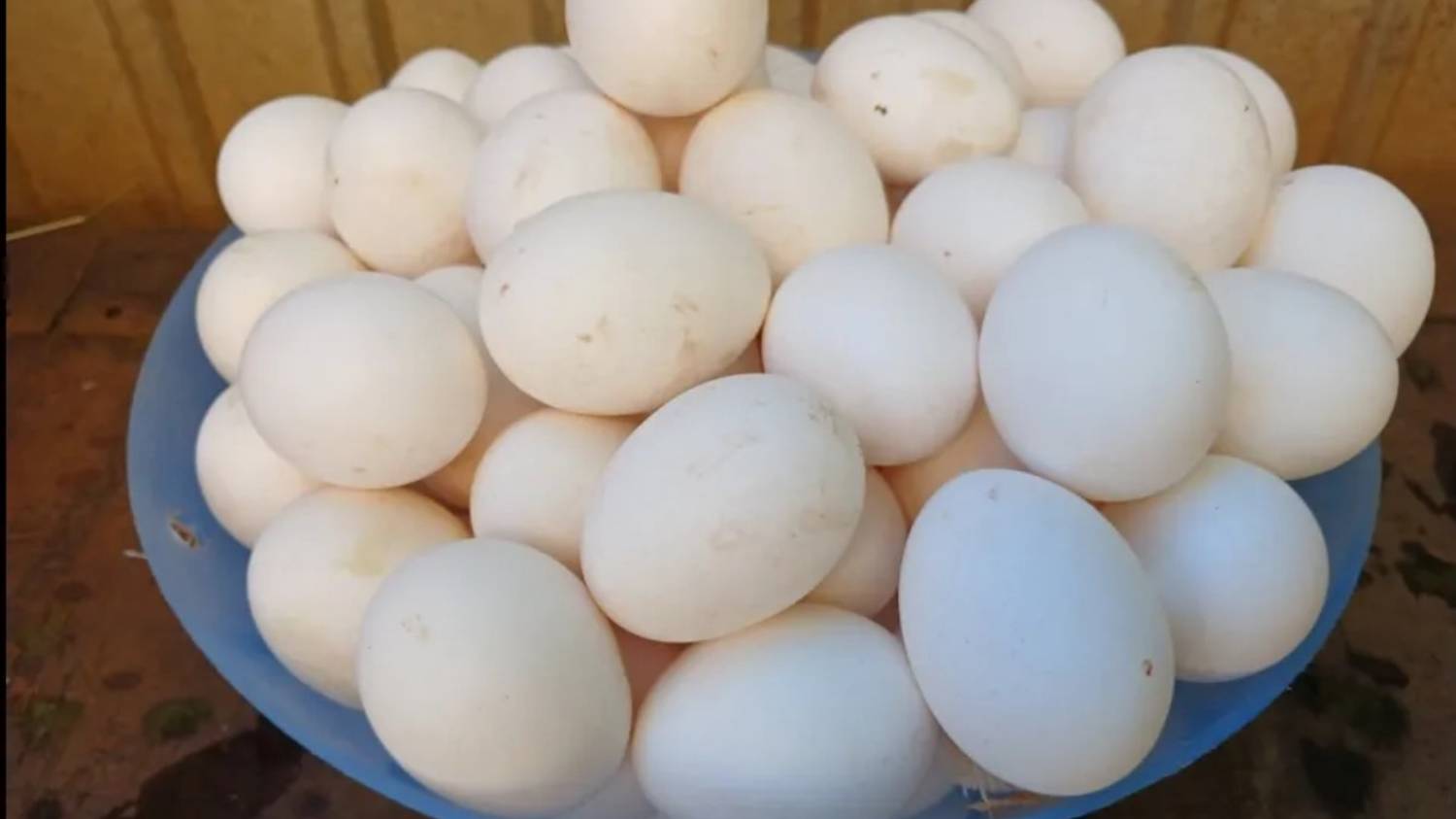 ХОЧЕШЬ КРУПНОЕ И ТЯЖЁЛОЕ ЯЙЦО! ДОБАВЬ ЭТО В КОРМ!!! 22.10.2025 ГОД. смотреть онлайн