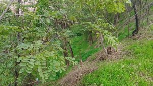 Лесистый склон холма На переднем плане видна трава, которая местами сухая, а местами зелёная.