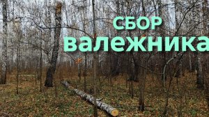 В деревне не пропадешь Снова собираю валежник в лесу