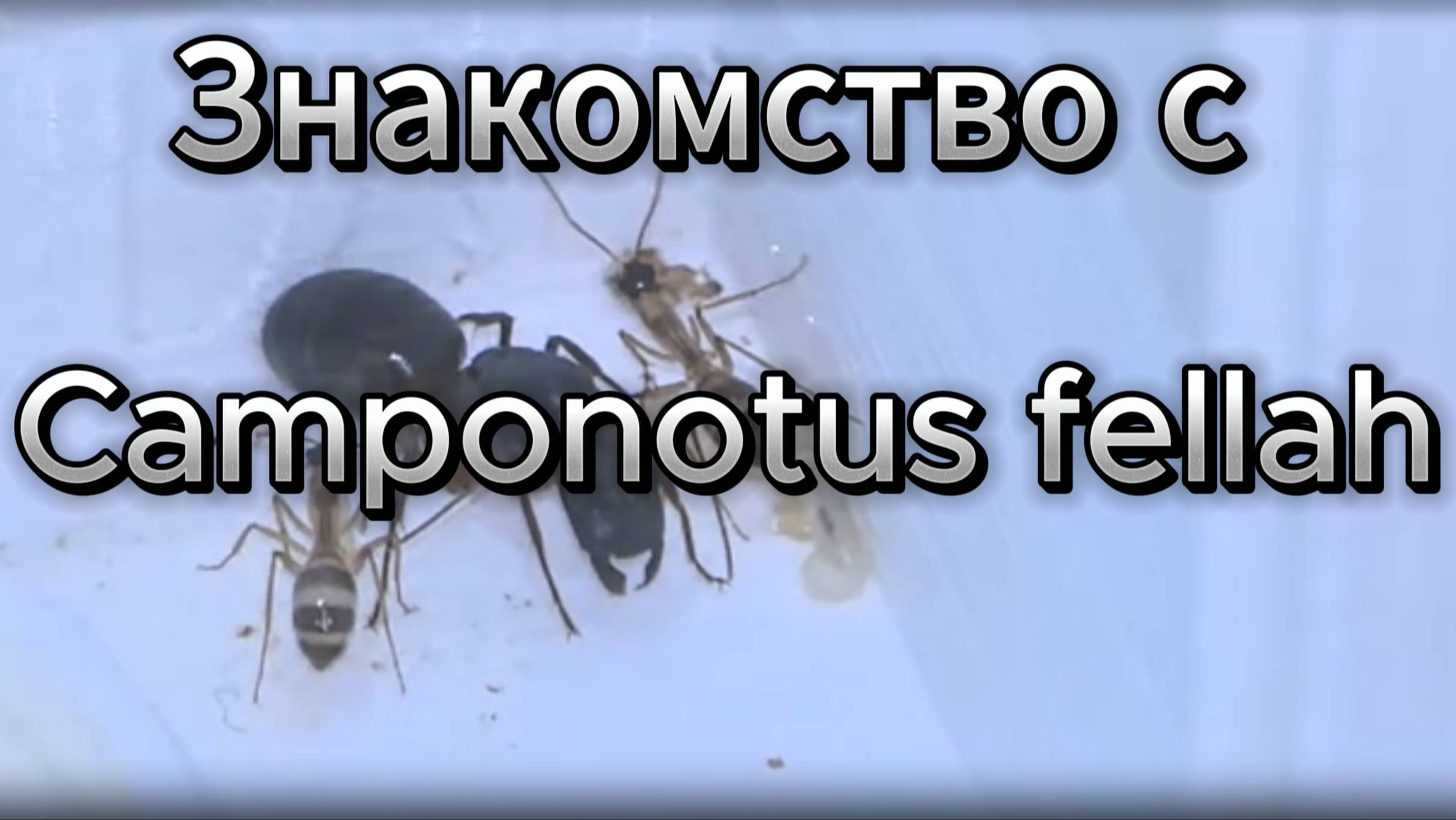 Знакомство с Camponotus fellah: матка и первые рабочие муравьи смотреть онлайн