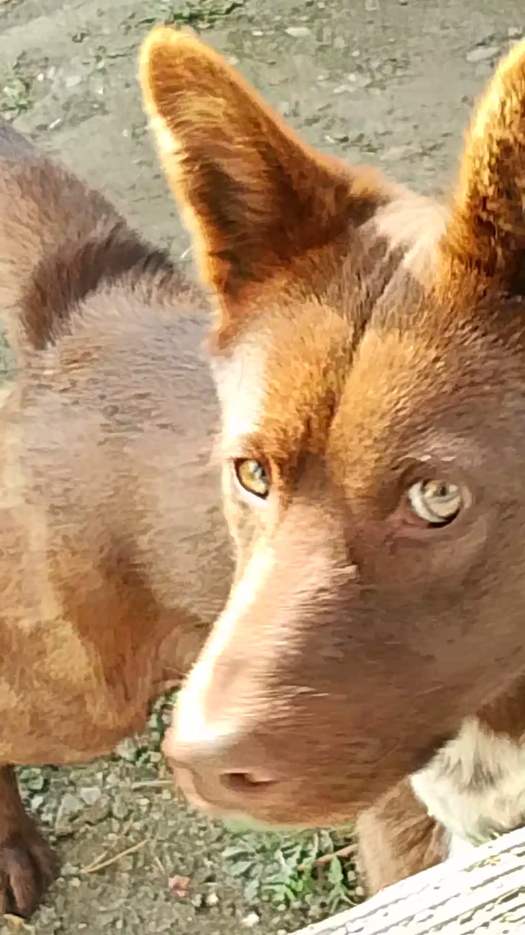 Мишка, мыслитель в стиле Стэтхэм! 😁🐕 смотреть онлайн