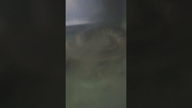 У Нормана баня! 20 октября 2025 г. смотреть онлайн