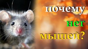 Как избавиться от мышей на огороде не используя химию