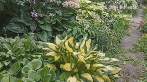 2025 (1). Много хост - Путешествие от хосты к хосте, 1 часть. С таймкодами в описании видео