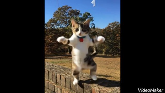 Cute cat dance💃 #dance #cat #video #viral video смотреть онлайн