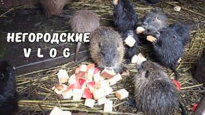 Картошка пошла на второй круг. О НУТРИЯХ: разговор по душам. 20.10.25