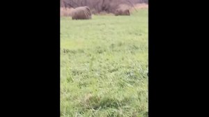 Полюшка с каташками Field with rollers