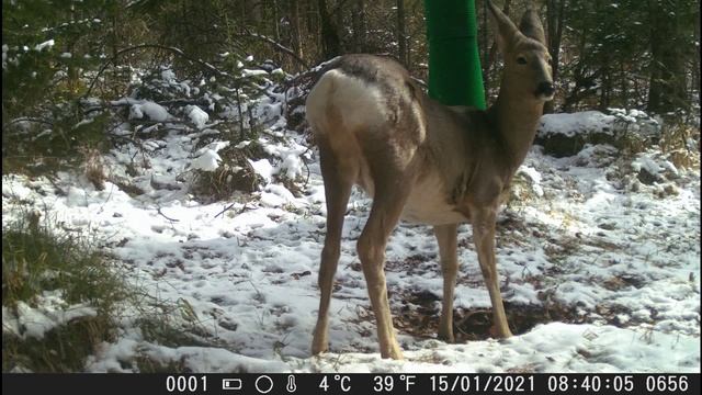 Вкуснейший солонец