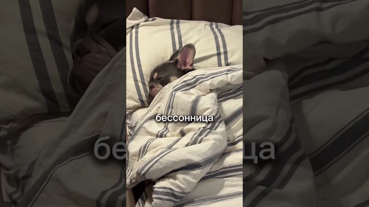 Ох уж эти 17 утра... #доброеутро #милыеживотные #животные #shorts смотреть онлайн