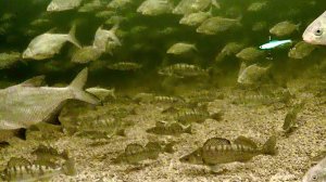 ВОЛОСЫ ДЫБОМ ОТ ТАКОГО! 1000 СУДАКОВ ХОТЯТ ЖРАТЬ. ЩЕДРАЯ ВОЛГА ЗИМОЙ