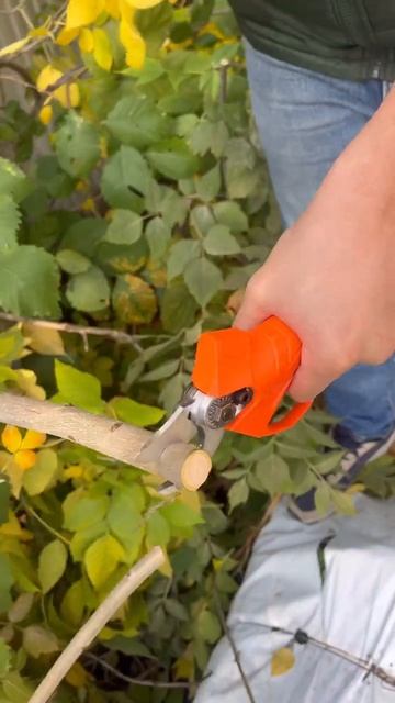 Супер мощный 16V секатор от компании DAEWOO в действии😎👍 смотреть онлайн