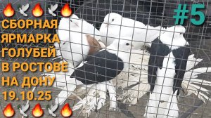 🔥🕊🔥 Сборная ярмарка голубей в Ростове на Дону. Птичий рынок 19.10.25. Часть 5. Pigeons Fair.