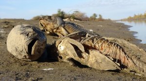 ЗАМОР РЫБЫ В АСТРАХАНИ! ОБЗВОНИЛ ВСЕХ. Гибель рыбы в луже. Сазан, белый амур, толстолобик, карась.