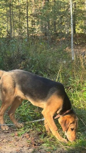 «Охота с гончей - Hunting with the Russian hound .» #охотасгончей#собака #животные #топ #hunting