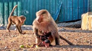 Странный поступок, мать оставила дитя самого! Тут же подскочил Дед, мать успела схватить малыша!ДОМ2