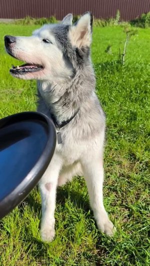 Пассивные игрища