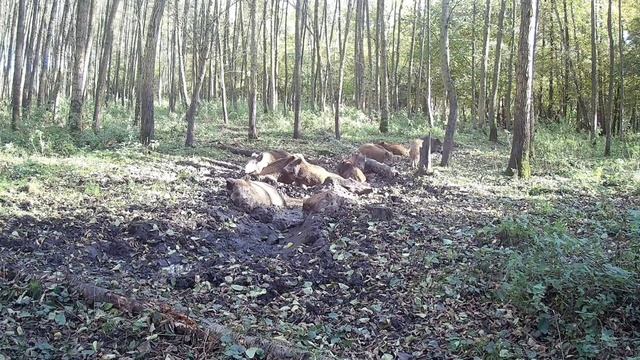 Кабаны фото ловушка смотреть онлайн