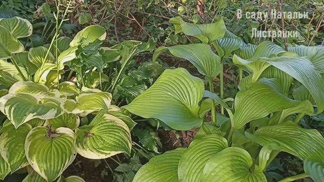 2025 (2). Много хост - Путешествие от хосты к хосте, 2 часть. С таймкодами в описании видео смотреть онлайн