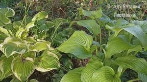 2025 (2). Много хост - Путешествие от хосты к хосте, 2 часть. С таймкодами в описании видео