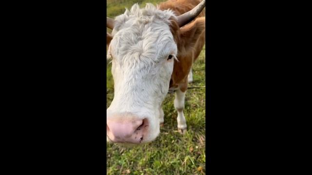 Голые ж@пы набирают миллионы просмотров.
А сколько наберёт видео от деревенского парня? смотреть онлайн