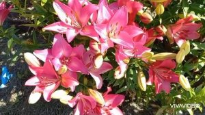 Мои чудесные лилии в саду сезона 2025