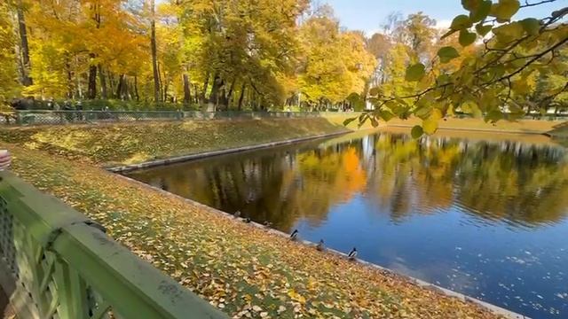 Вот такие утки живут в Летнем саду Санкт-Петербурга