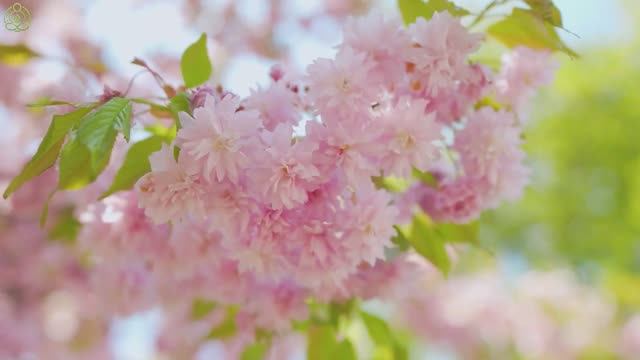 Успокаивающая музыка помогает снять стресс и тревогу 🌿 Музыка помогает восстановить разум #9 смотреть онлайн