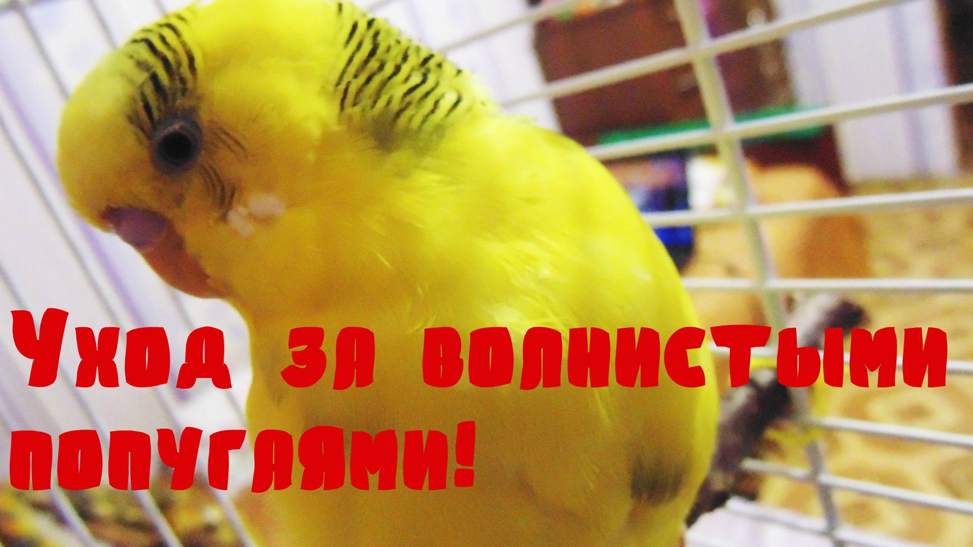 ПИТАНИЕ ПОПУГАЯ! Уход за попугаями Часть 3! Уход и содержание волнистых попугаев. ВОЛНИСТЫЕ ПОПУГАИ смотреть онлайн