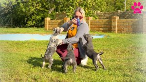 Теперь то мы знаем, кто тут самый главный! Элитные щенки Американский Булли XL