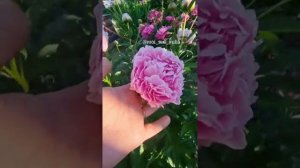 Мои пиончики любимые в саду