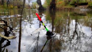 ПОЗДНЯЯ ОСЕНЬ УДИВИЛА! Попал На КРУПНЯК в Протоке у ДОМА! Рыбалка на поплавок 2025