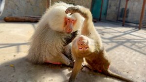 СПЕЛИСЬ! Люся  НАТРАВИЛА натравила на нас Елисея, аж лапами по вольеру бьет! Лида Люсю ПОДДЕРЖАЛА!