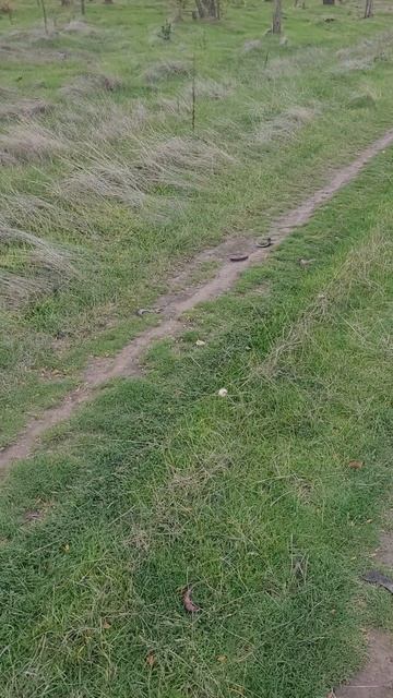 Вот оказывается где шампиньоны живут!