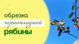 Как ПРАВИЛЬНО обрезать ЧЕРНОПЛОДНУЮ РЯБИНУ, омоложение АРОНИИ