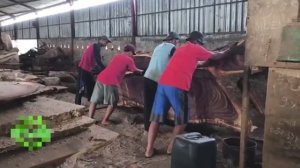 Дерево-монстр. Распиловка.