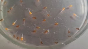 Две самки разродилось, красные нимфеи, апистораммы какаду и денисони.