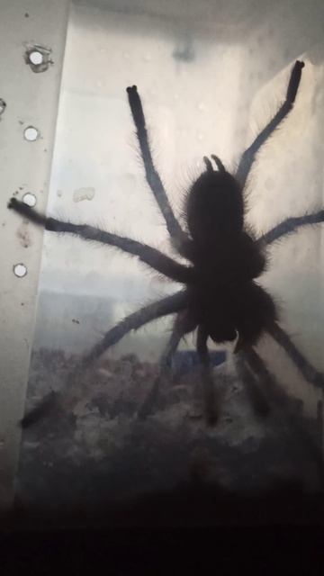 Утренняя физкультура Волтера! 21 октября 2025 г. смотреть онлайн