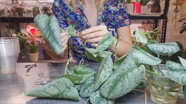 Пересадка черенков в минеральный и торфяной субстрат смотреть онлайн